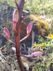 Dipodium