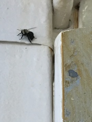 Bombus impatiens