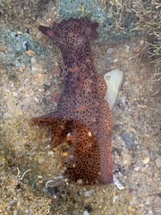 Plocamopherus imperialis