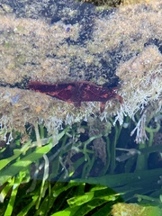 Plocamopherus imperialis