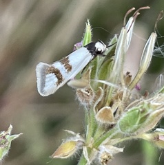 Antipterna trilicella