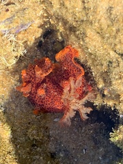 Plocamopherus imperialis