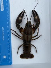 Pacifastacus leniusculus