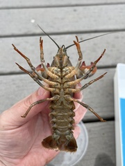 Pacifastacus leniusculus