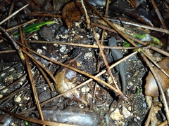 Lissotriton maltzani