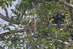Macaca nemestrina