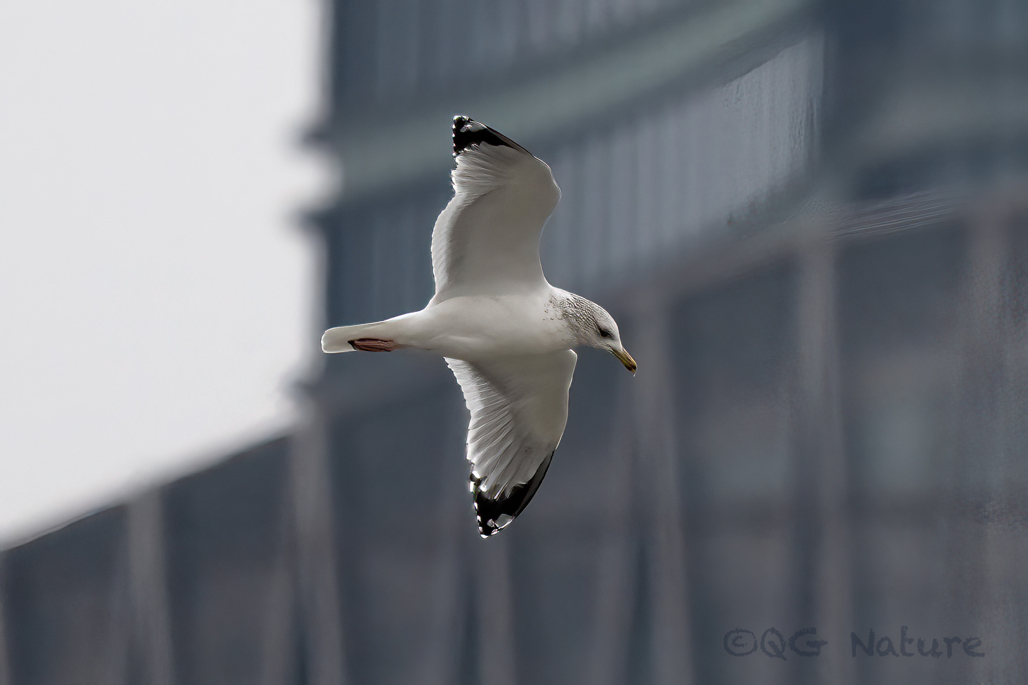 Vega Gull
