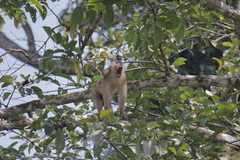 Macaca nemestrina