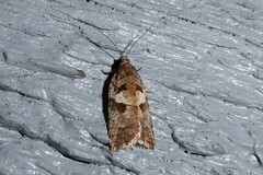 Harmologa