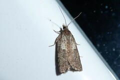 Harmologa