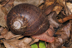 Hedleyella falconeri