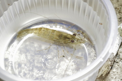 Eumalacostraca