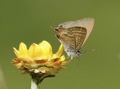 Theclinesthes onycha