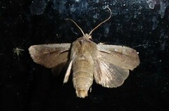 Ichneutica atristriga