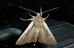 Ichneutica atristriga