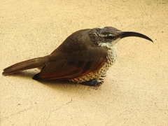 Ptiloris paradiseus