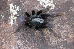 Haploclastus devamatha