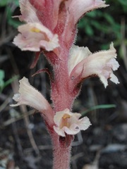 Orobanche kochii