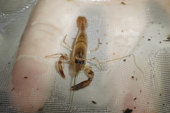 Eumalacostraca