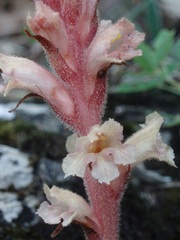 Orobanche kochii