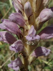 Phelipanche arenaria
