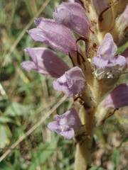 Phelipanche arenaria