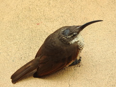 Ptiloris paradiseus
