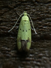 Gymnobathra flavidella