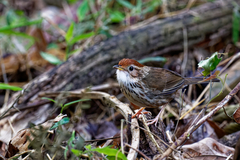 Pellorneum ruficeps