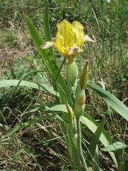 Iris variegata