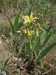 Iris variegata