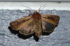 Ichneutica atristriga