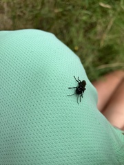 Tachysphex nigerrimus