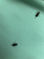 Tachysphex nigerrimus