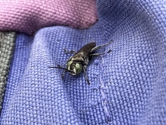 Tachysphex nigerrimus