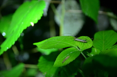 Thereuonema tuberculata