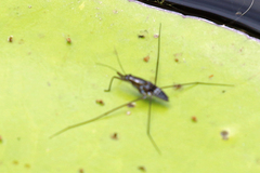 Limnogonus