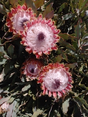 Protea magnifica
