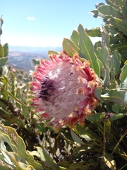 Protea magnifica