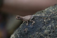 Agasthyagama beddomei