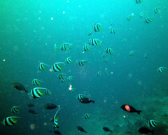 Heniochus diphreutes