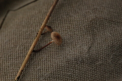 Crinipellis scabella