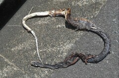 Oxyuranus scutellatus