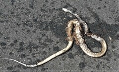 Oxyuranus scutellatus