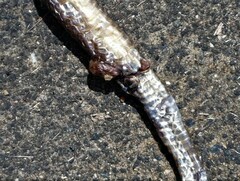 Oxyuranus scutellatus