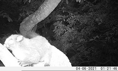 Anomalurus derbianus