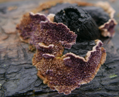 Trichaptum fuscoviolaceum