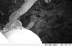 Anomalurus derbianus