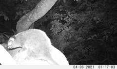 Anomalurus derbianus