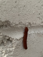 Neumichtis nigerrima